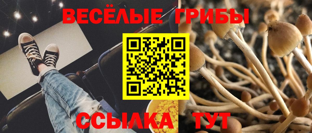 Псилоцибиновые грибы Psilocybe Севастополь
